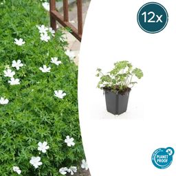 Garden basics 12x Geranium sang. 'Album' - ↕10-25cm - Ø9cm (47812)