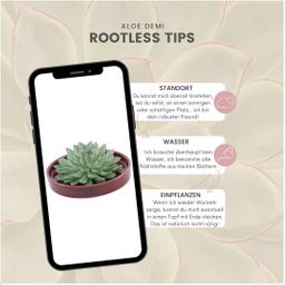 Rootless by aloe demi ROOTLESS Succulent Echeveria Pulidonis in schaal 'rood' Ø20 cm (8721001420155)