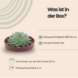 Rootless by aloe demi ROOTLESS Succulent Echeveria Pulidonis in schaal 'rood' Ø20 cm (8721001420155)