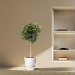 Schefflera Arboricola Compacta boom - 190 cm - ø45 (8721055691440)