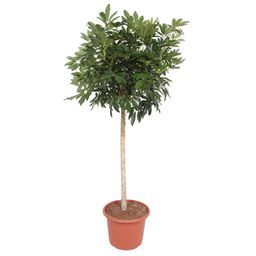Schefflera Arboricola Compacta boom - 190 cm - ø45 (8721055691440)