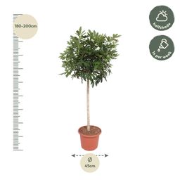 Schefflera Arboricola Compacta boom - 190 cm - ø45 (8721055691440)