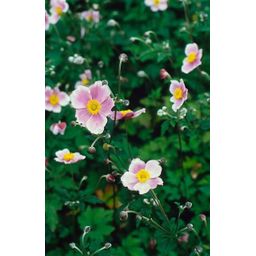 Garden basics 48x Anemone tom. 'Robustissima' - ↕10-25cm - Ø9cm (50367)
