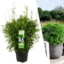 My perfect garden 1 x Fargesia moontears 'Boobux XL - Ø 29 cm - ↨ 70 cm (8721001421565)