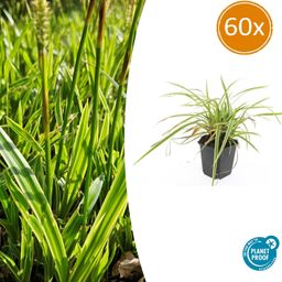 Garden basics 60x Carex morrowii 'Aureovariegata' - ↕10-25cm - Ø9cm (47635)