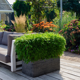 My perfect garden 1 x Fargesia moontears 'Boobux XL - Ø 29 cm - ↨ 70 cm (8721001421565)