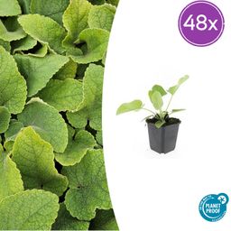 Garden basics 48x Phlomis russeliana - ↕10-25cm - Ø9cm (50524)