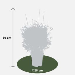My perfect garden 1 x Fargesia moontears 'Boobux XL - Ø 29 cm - ↨ 70 cm (8721001421565)