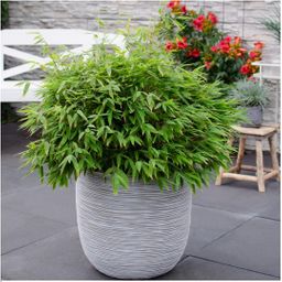 My perfect garden 1 x Fargesia moontears 'Boobux XL - Ø 29 cm - ↨ 70 cm (8721001421565)