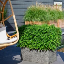 My perfect garden 1 x Fargesia moontears 'Boobux XL - Ø 29 cm - ↨ 70 cm (8721001421565)