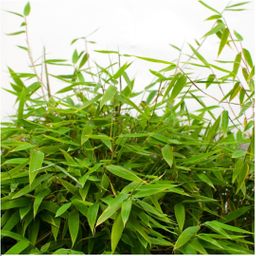 My perfect garden 1 x Fargesia moontears 'Boobux XL - Ø 29 cm - ↨ 70 cm (8721001421565)