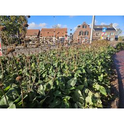 Garden basics 48x Phlomis russeliana - ↕10-25cm - Ø9cm (50524)