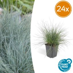 Garden basics 24x Festuca glauca 'Elijah Bleu' - ↕10-25cm - Ø9cm (50412)