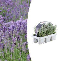 Premium basics 1x 6 pack Lavendel angustifolia - 6 x Ø7 cm (48067)