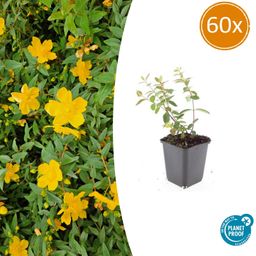 Garden basics 60x Hypericum dummeri 'Peter Dummer' - ↕10-25cm - Ø9cm (47830)