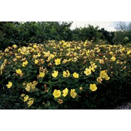 Garden basics 60x Hypericum dummeri 'Peter Dummer' - ↕10-25cm - Ø9cm (47830)