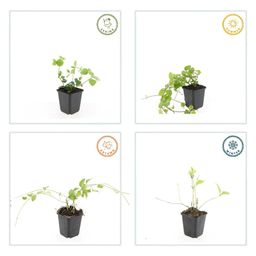 Garden basics 12x Vinca major - ↕10-25cm - Ø9cm (47941)