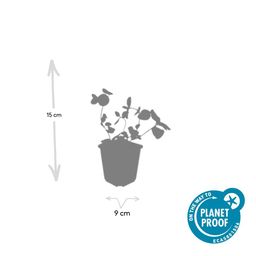 Garden basics 12x Vinca major - ↕10-25cm - Ø9cm (47941)