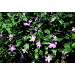 Garden basics 12x Vinca major - ↕10-25cm - Ø9cm (47941)