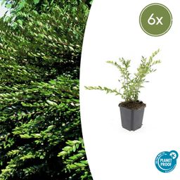 Garden basics 6x Lonicera pileata - ↕10-25cm - Ø9cm (47911)
