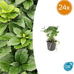 Garden basics 24x Pachysandra terminalis - ↕10-25cm - Ø9cm (50336)