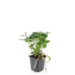 Garden basics 24x Pachysandra terminalis - ↕10-25cm - Ø9cm (50336)