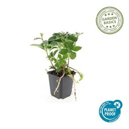 Garden basics 24x Pachysandra terminalis - ↕10-25cm - Ø9cm (50336)