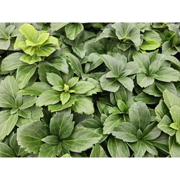Garden basics 24x Pachysandra terminalis - ↕10-25cm - Ø9cm (50336)