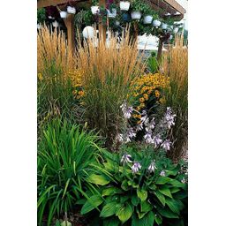 Garden basics 60x Calamagrostis acut. 'Karl Foerster' - ↕10-25cm - Ø9cm (47625)