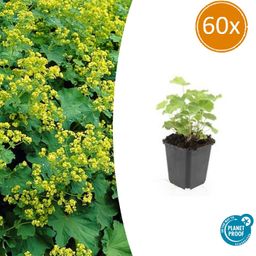 Garden basics 60x Alchemilla mollis - ↕10-25cm - Ø9cm (46868)