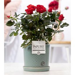 Rosa Red In P&PURE Lauren Ceramics (53393)