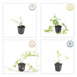 Garden basics 6x Vinca major 'Alba' - ↕10-25cm - Ø9cm (48010)