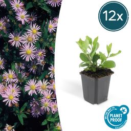 Garden basics 12x Aster ageratoides 'Asran' - ↕10-25cm - Ø9cm (46870)