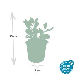 Garden basics 12x Aster ageratoides 'Asran' - ↕10-25cm - Ø9cm (46870)