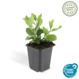 Garden basics 12x Aster ageratoides 'Asran' - ↕10-25cm - Ø9cm (46870)