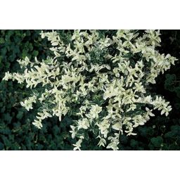 Garden basics 60x Euonymus fort. 'Harlequin' - ↕10-25cm - Ø9cm (47712)