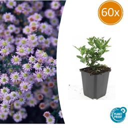 Garden basics 60x Aster ageratoides 'Stardust' - ↕10-25cm - Ø9cm (47614)