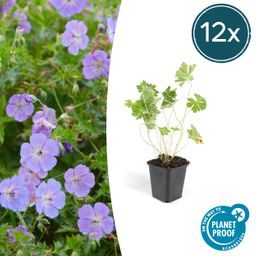 Garden basics 12x Geranium Rozanne - ↕10-25cm - Ø9cm (46920)
