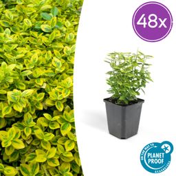 Garden basics 48x Euonymus fort. 'Emerald 'n Gold’ - ↕10-25cm - Ø9cm (50317)