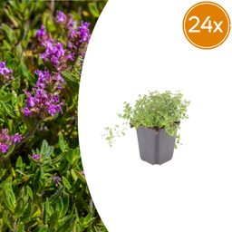 Garden basics 24x thymus serpyllum - ↕10-25cm - Ø9cm (54773)