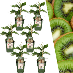 Plants by frank 6 x Biologische kiwiplanten - Ø 13 cm - ↨ 20 cm (8721001421220)