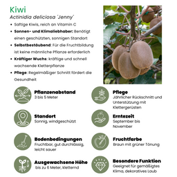 Plants by frank 6 x Biologische kiwiplanten - Ø 13 cm - ↨ 20 cm (8721001421220)