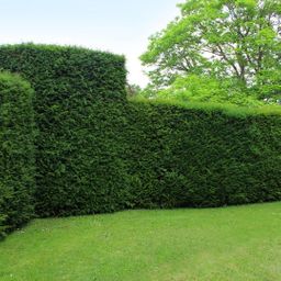 Plants by frank Grote taxus planten voor 10 strekkende meter haag | - 12L - 20 x | ↨ 100-125 cm (8721001420940)