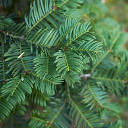 Plants by frank Grote taxus planten voor 10 strekkende meter haag | - 12L - 20 x | ↨ 100-125 cm (8721001420940)