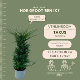 Plants by frank Grote taxus planten voor 10 strekkende meter haag | - 12L - 20 x | ↨ 100-125 cm (8721001420940)