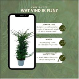 Plants by frank Grote taxus planten voor 10 strekkende meter haag | - 12L - 20 x | ↨ 100-125 cm (8721001420940)