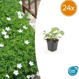 Garden basics 24x Geranium sang. 'Album' - ↕10-25cm - Ø9cm (50432)