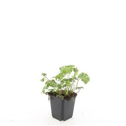 Garden basics 24x Geranium sang. 'Album' - ↕10-25cm - Ø9cm (50432)