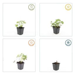 Garden basics 24x Geranium sang. 'Album' - ↕10-25cm - Ø9cm (50432)