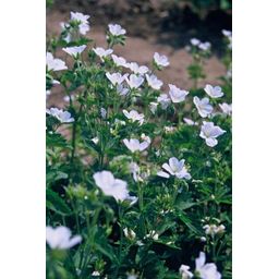 Garden basics 24x Geranium sang. 'Album' - ↕10-25cm - Ø9cm (50432)